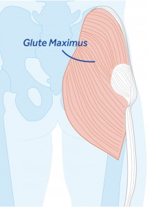Glute