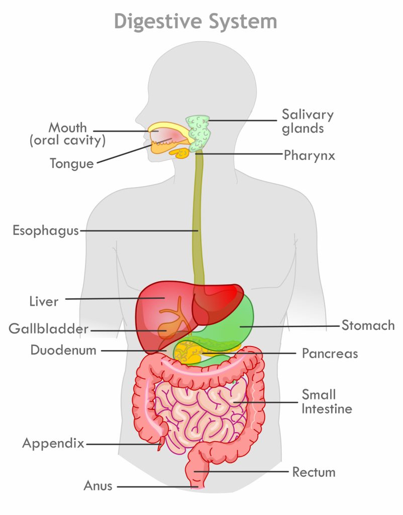 Digestive System The food we eat takes an incredible journey through our body that can take up to 72 hours and along the way the beneficial parts of your food are absorbed, giving you energy and nutrients. 