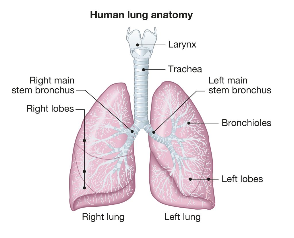 Human lungs anatomy, medically illustration