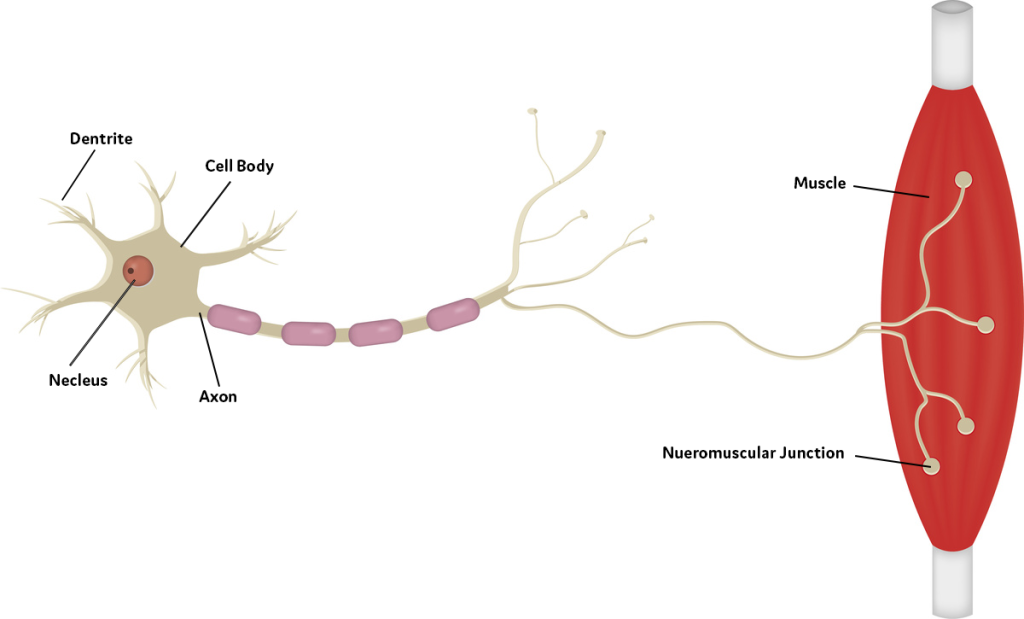 The-structure-of-a-neuron