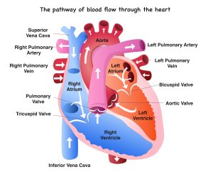 The pathway of blood flow through the heart illustration