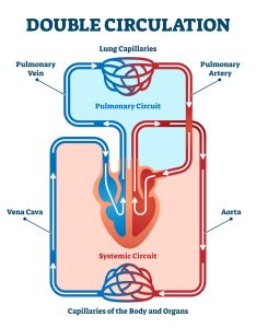 Double circulation vector illustration. Labeled educational bloo