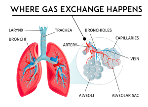 gas-exchange-happens