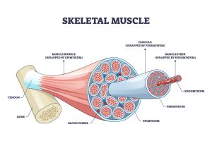 Skeletal muscle structure with anatomical inner layers outline d