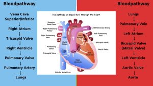 the_blood_pathway_revised
