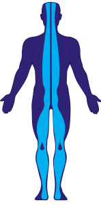 Superficial back line